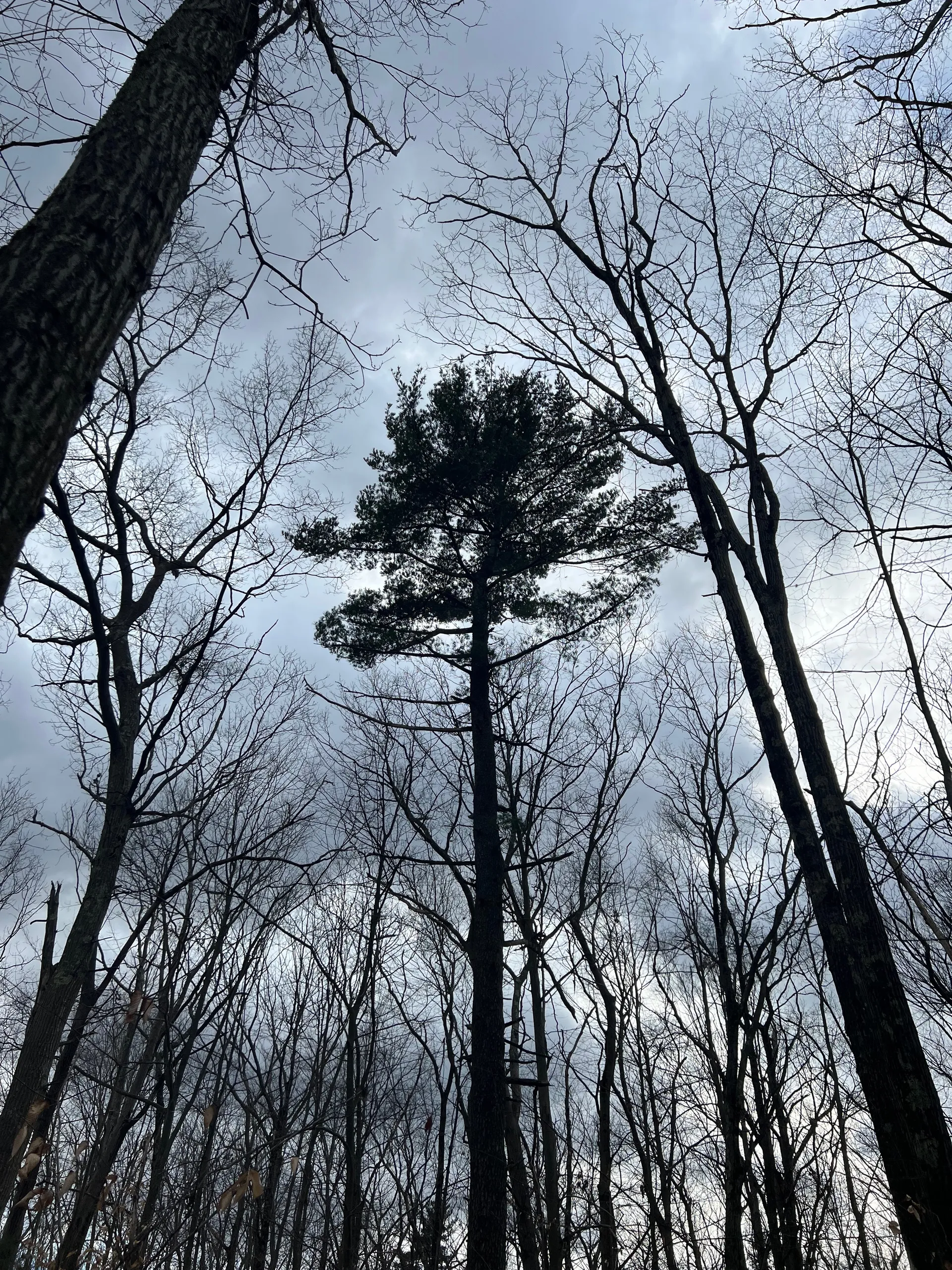 bunny OnlyFans header