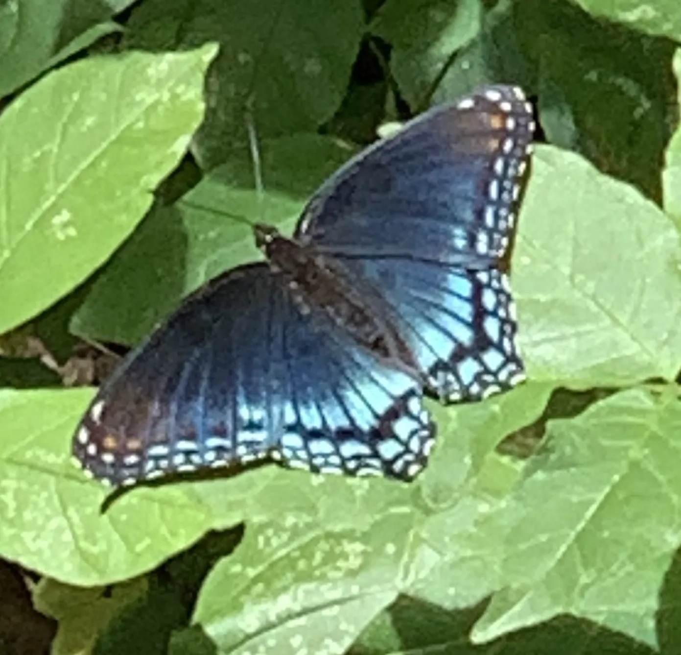 C Vincent OnlyFans header