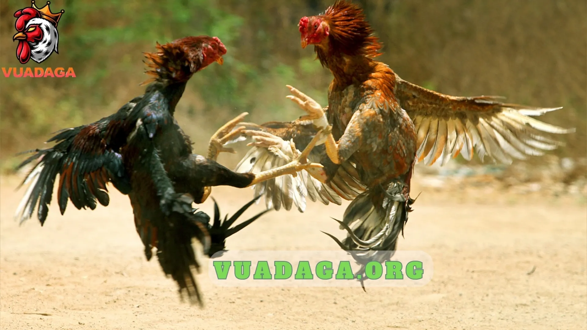 Vua Đá Gà OnlyFans header