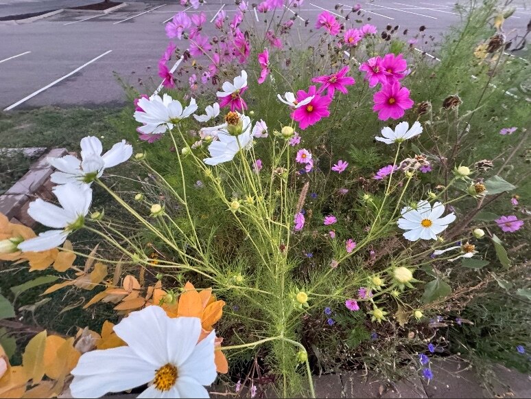 Bee 🌸🐝 OnlyFans header