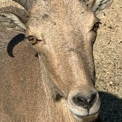 VuuduuMastaRay OnlyFans