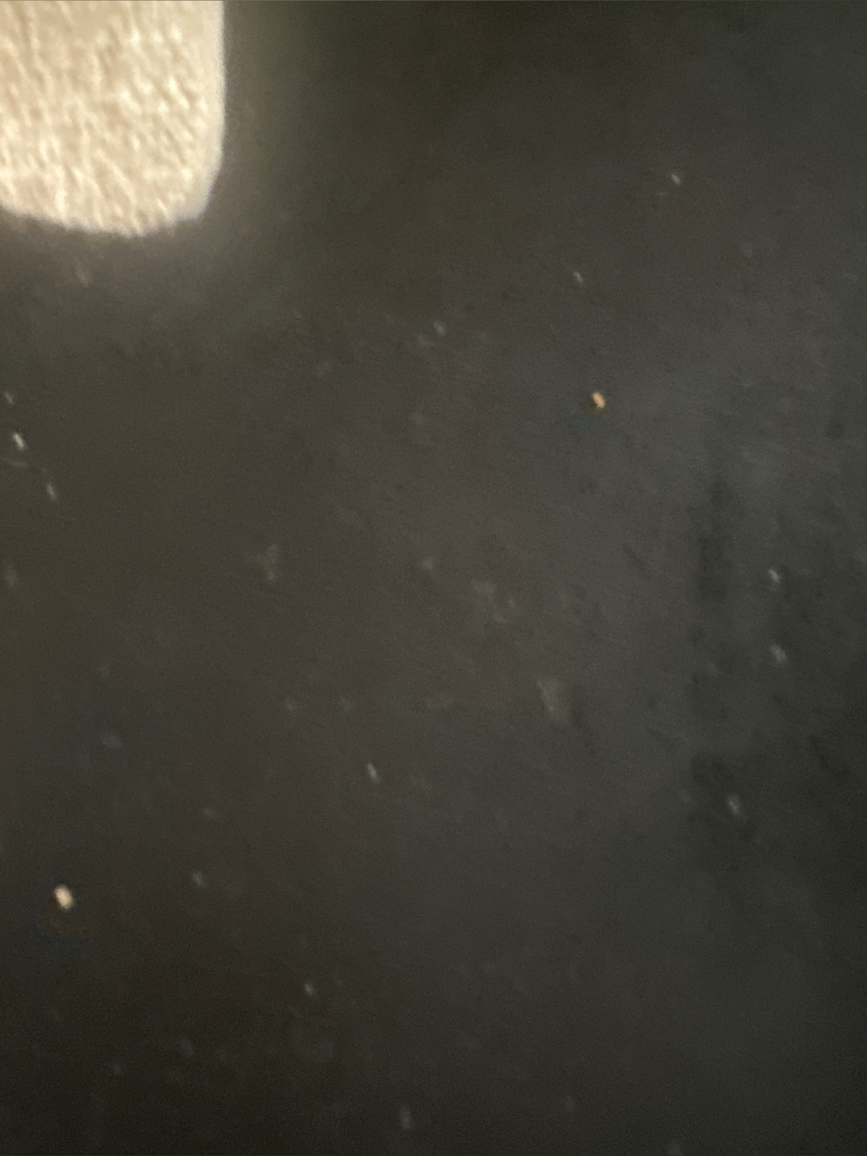 VValentine OnlyFans header