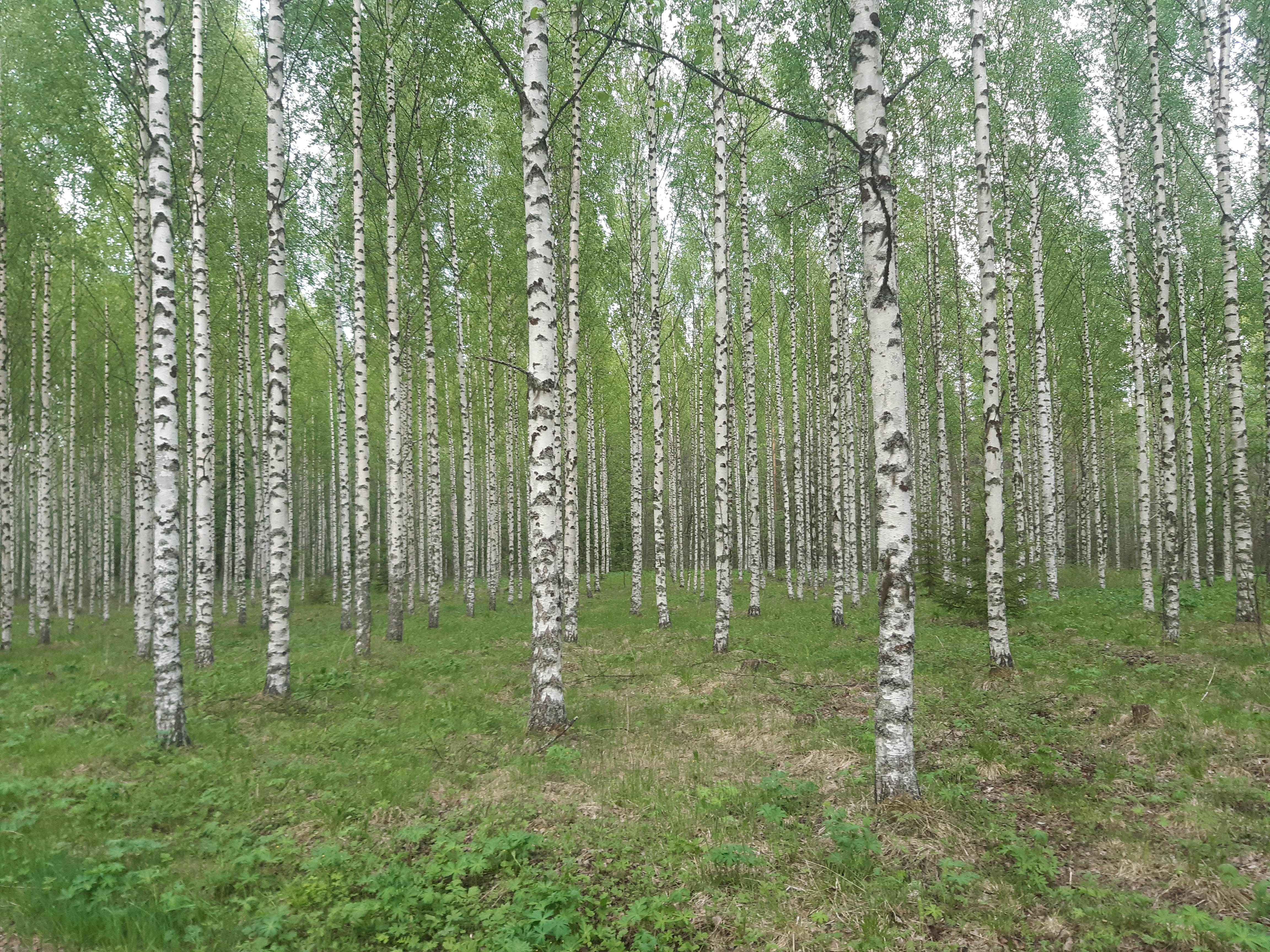 Viltsu OnlyFans header