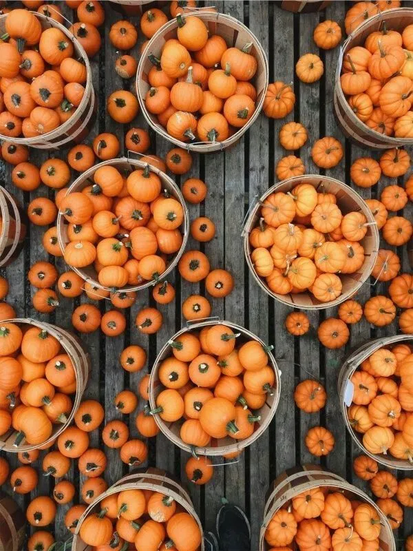 AshVixn OnlyFans header