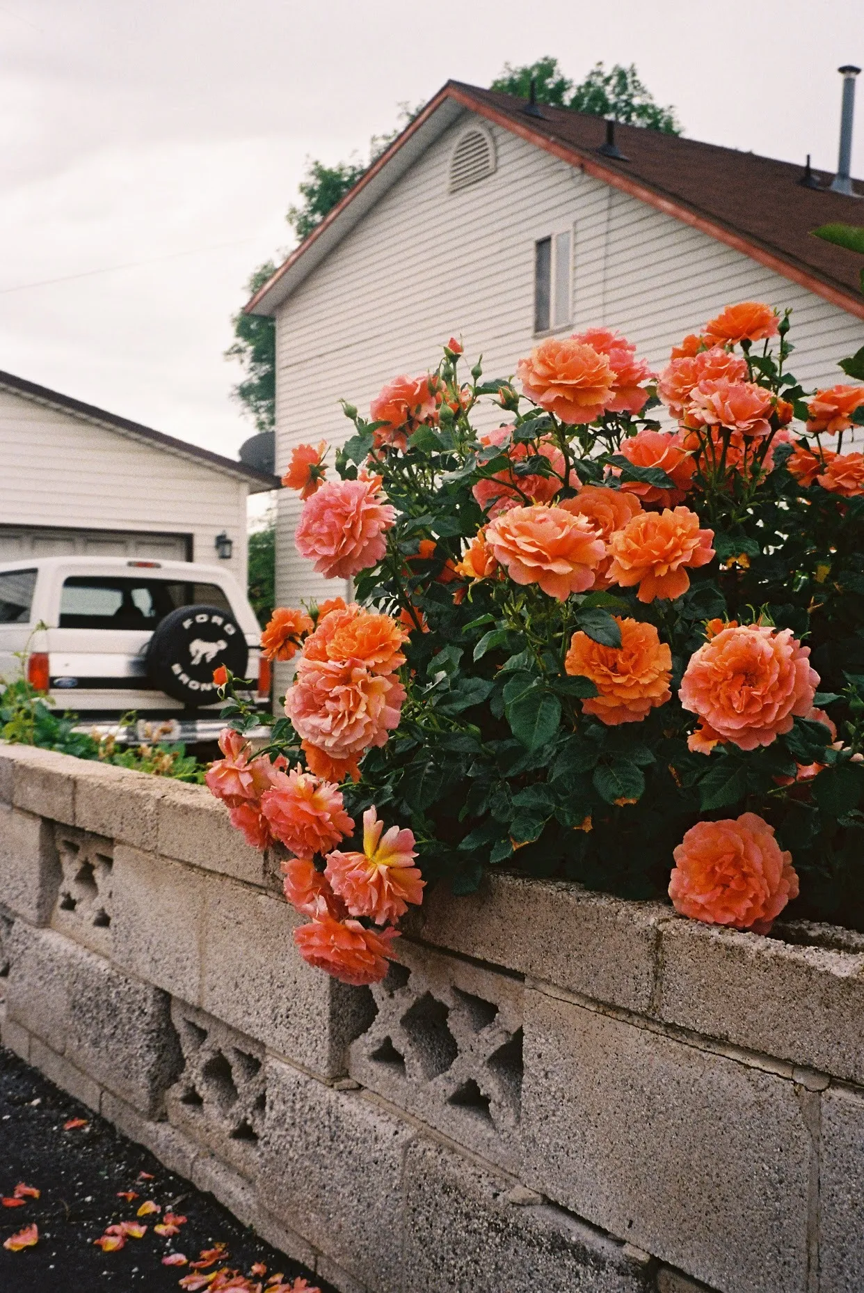 Avalon OnlyFans header