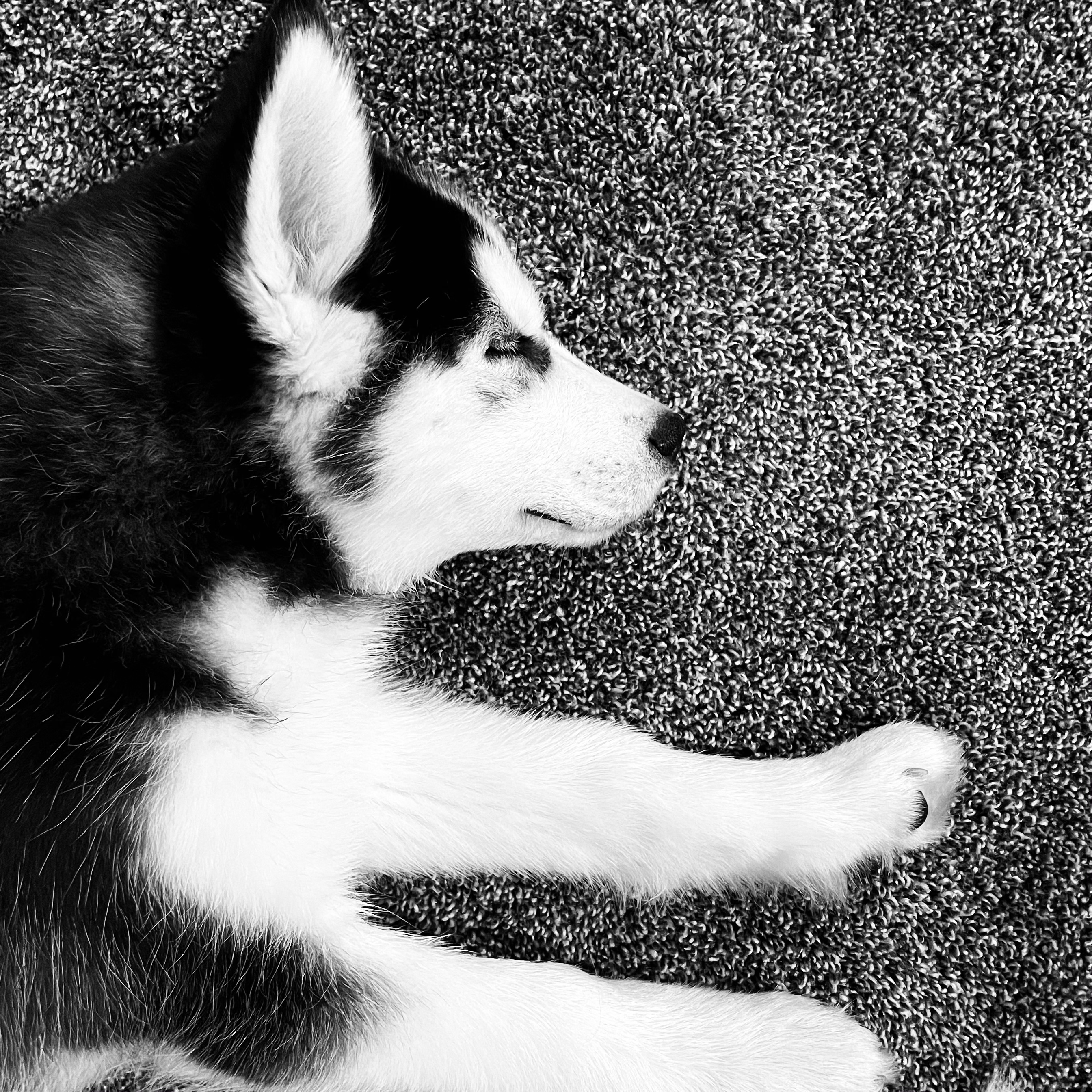 DaggerfallTeam OnlyFans