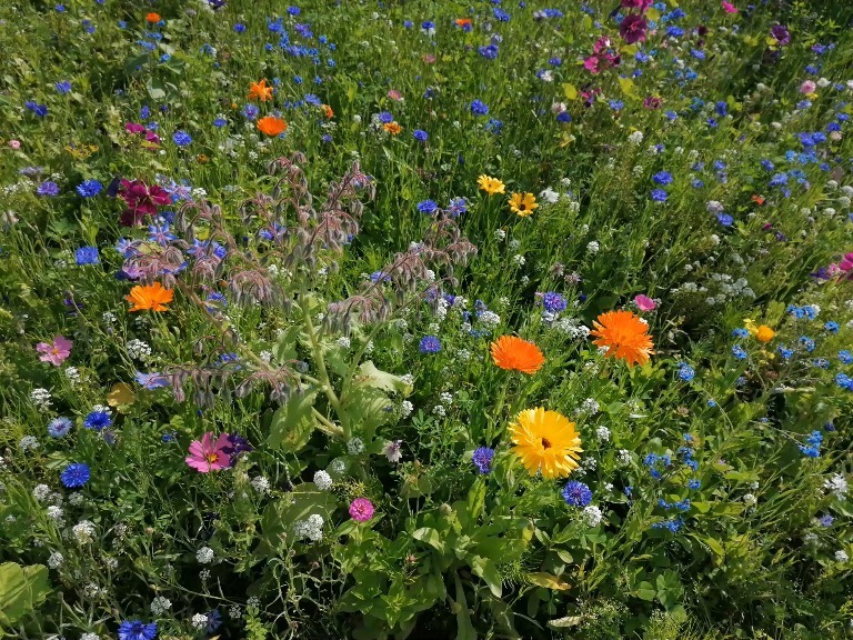 Whipped Peach OnlyFans header