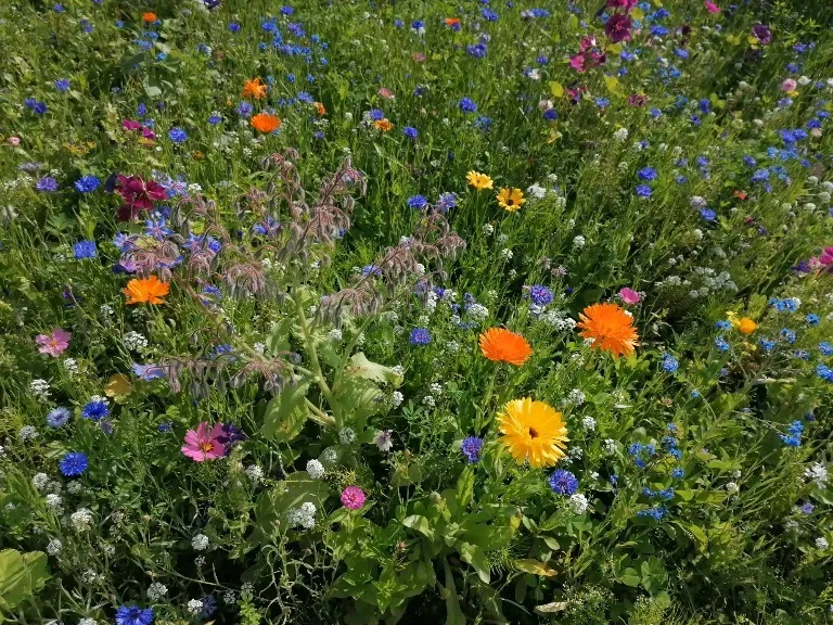 Whipped Peach OnlyFans header