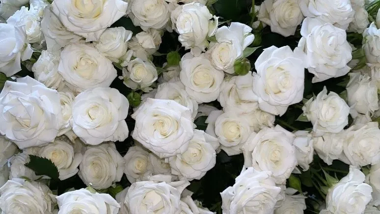 Ale Ro OnlyFans header