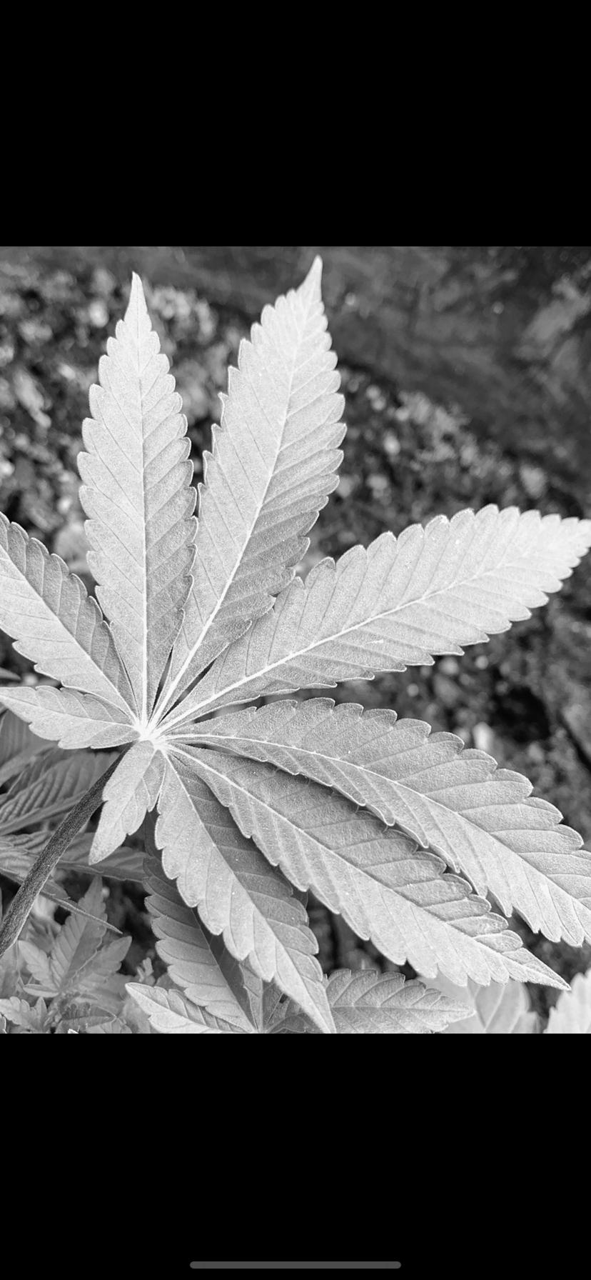 White widoww OnlyFans header