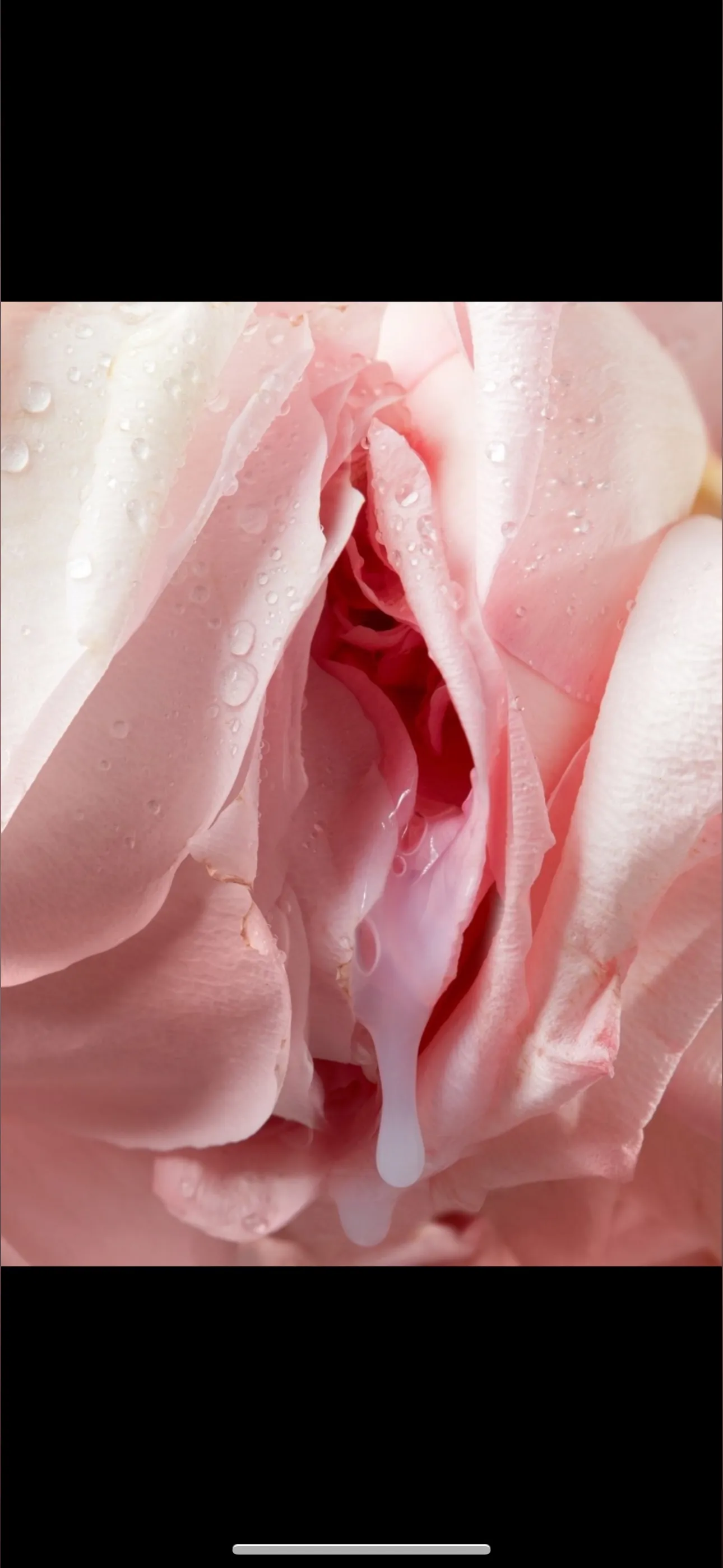 🌹 OnlyFans header