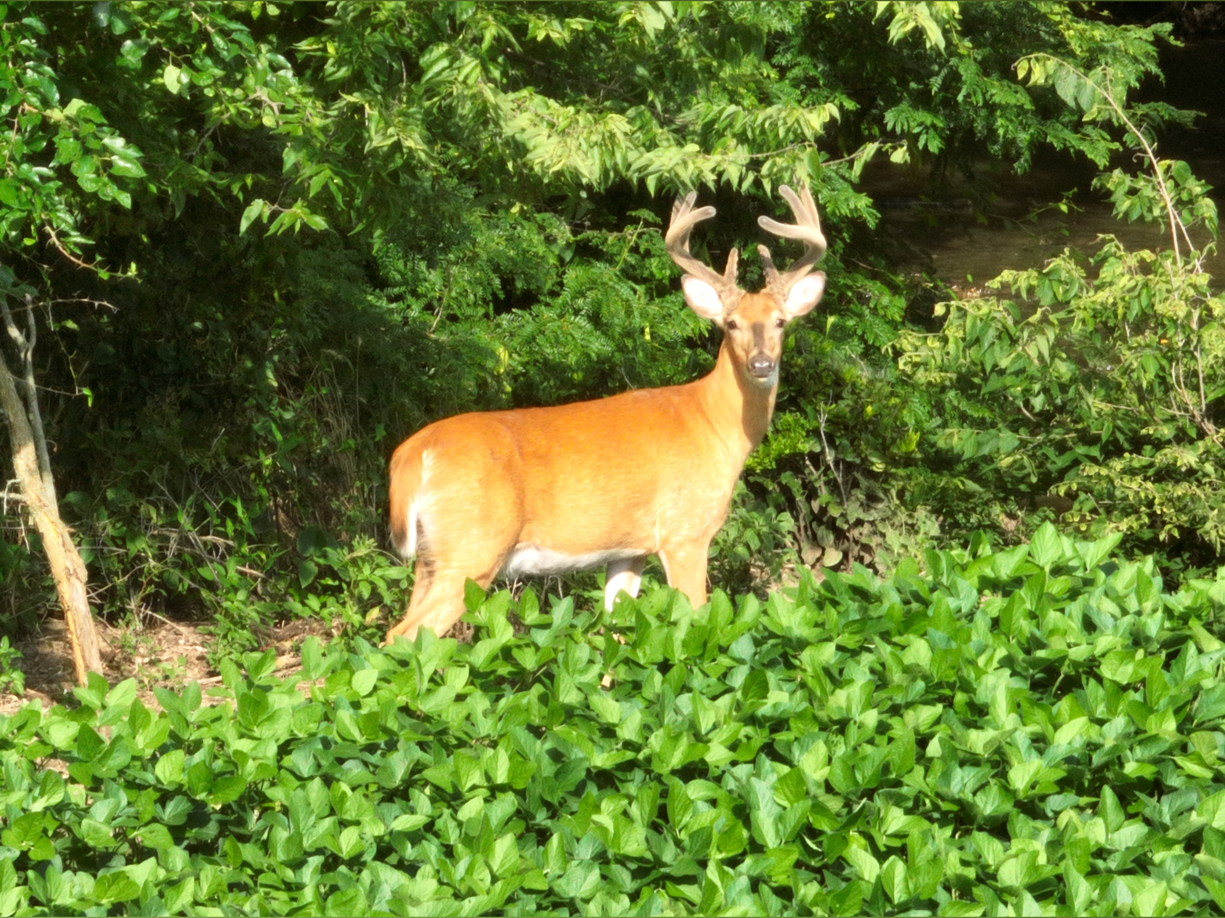 Whitetail OnlyFans header