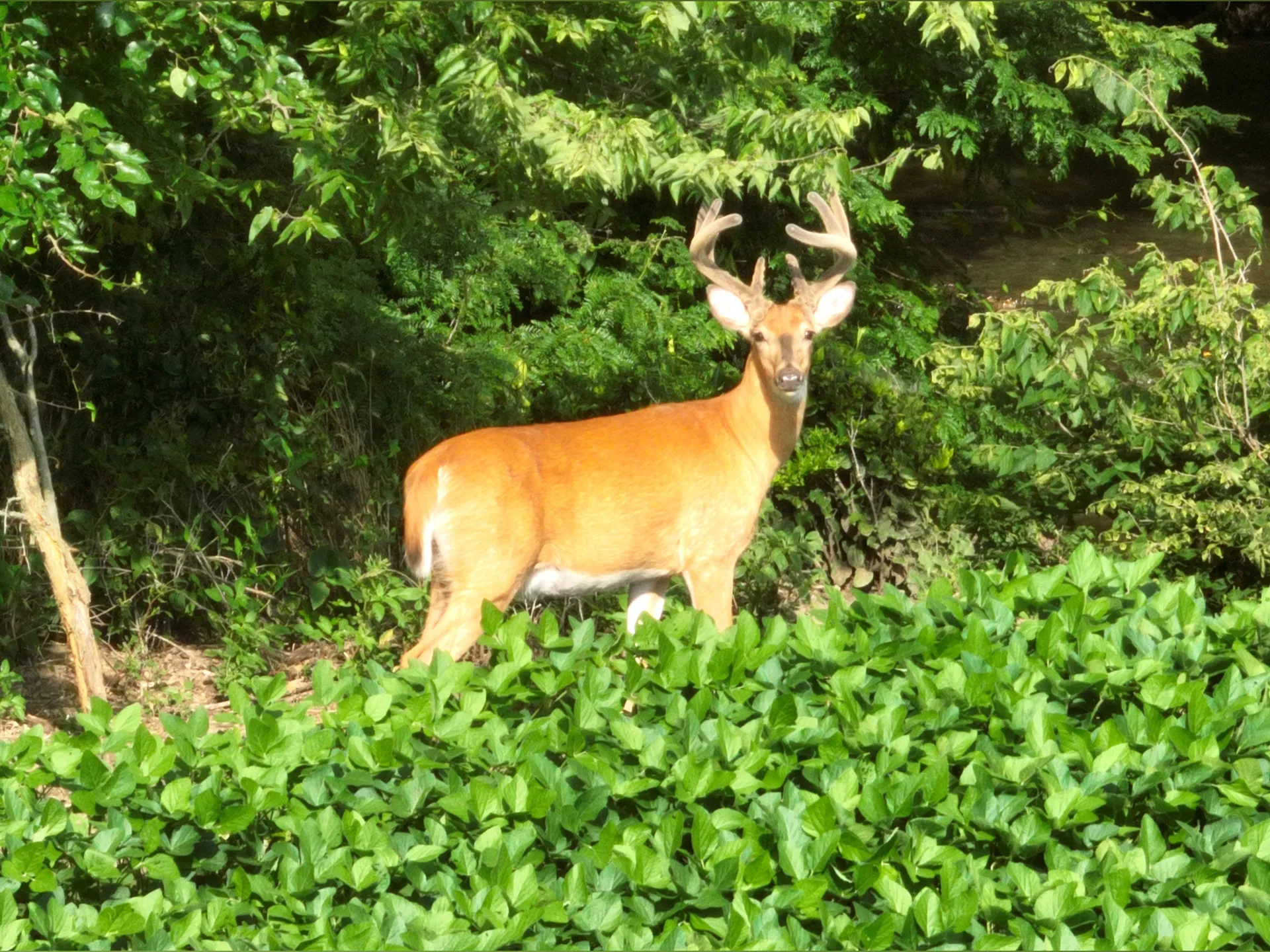 Whitetail OnlyFans header