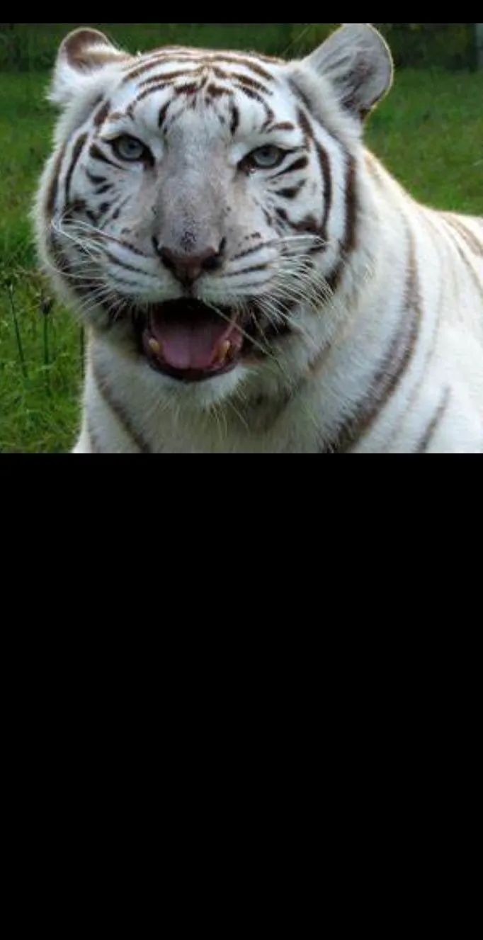 White Tiger cover