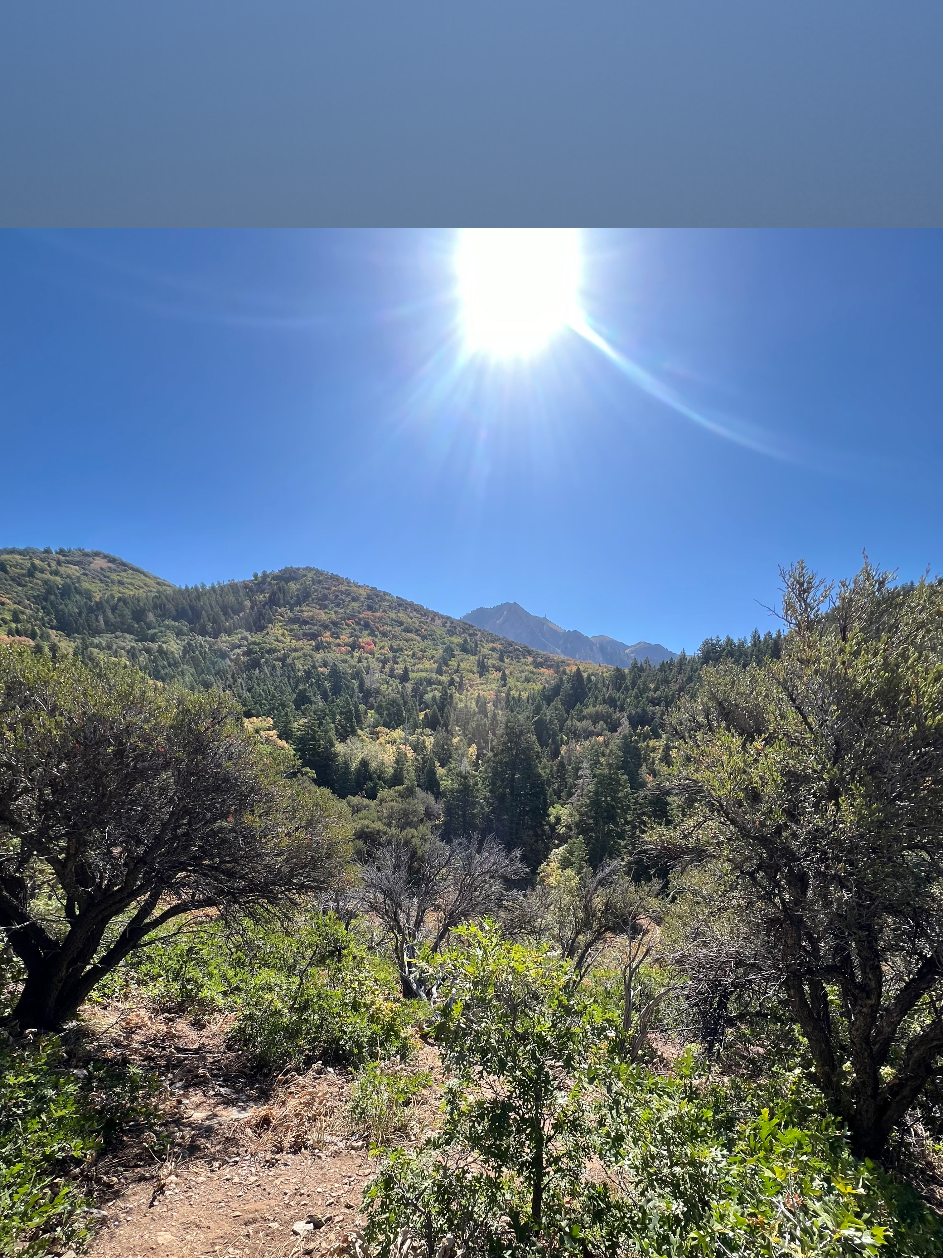 WhiteWolf OnlyFans header