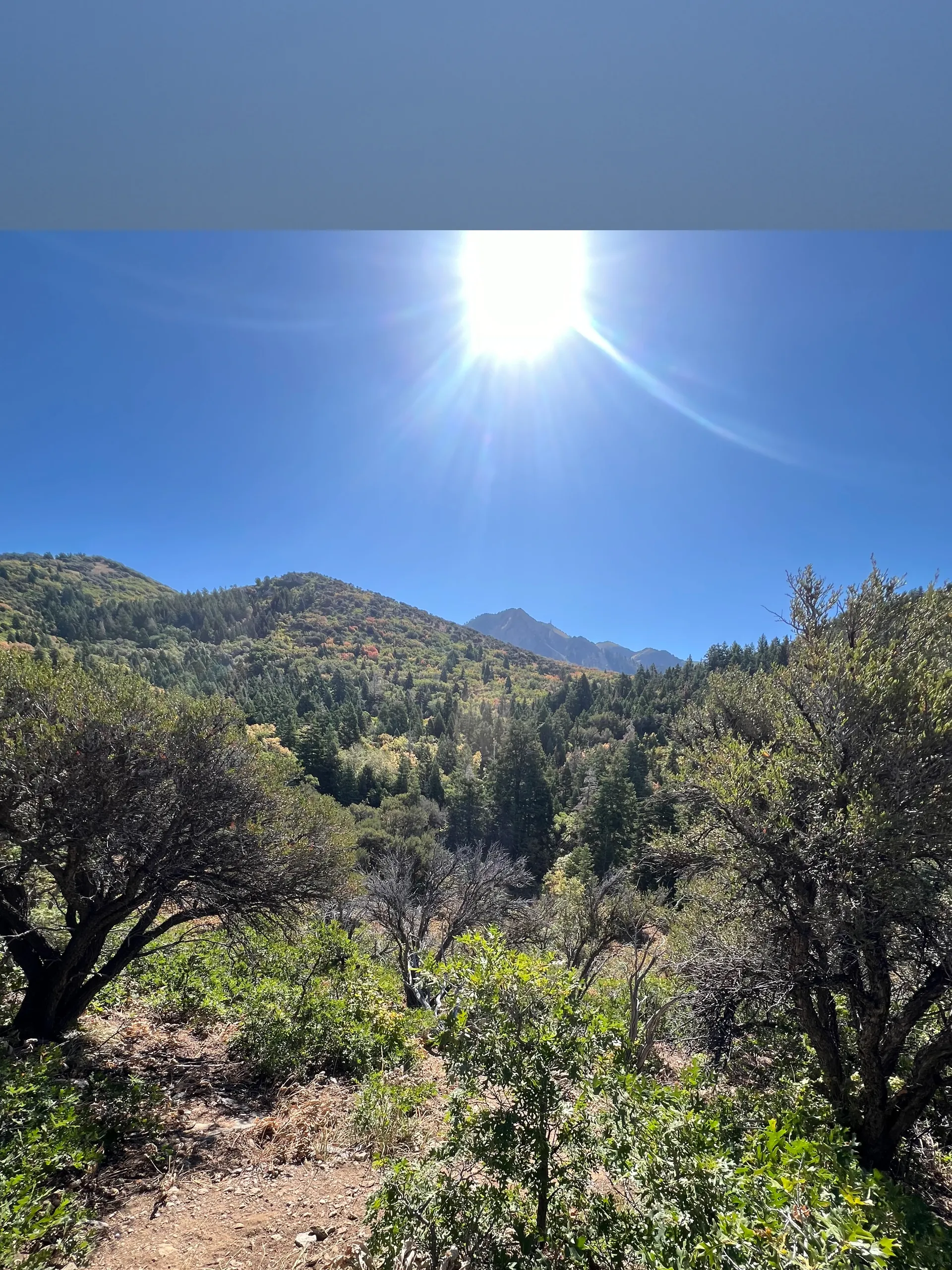 WhiteWolf OnlyFans header