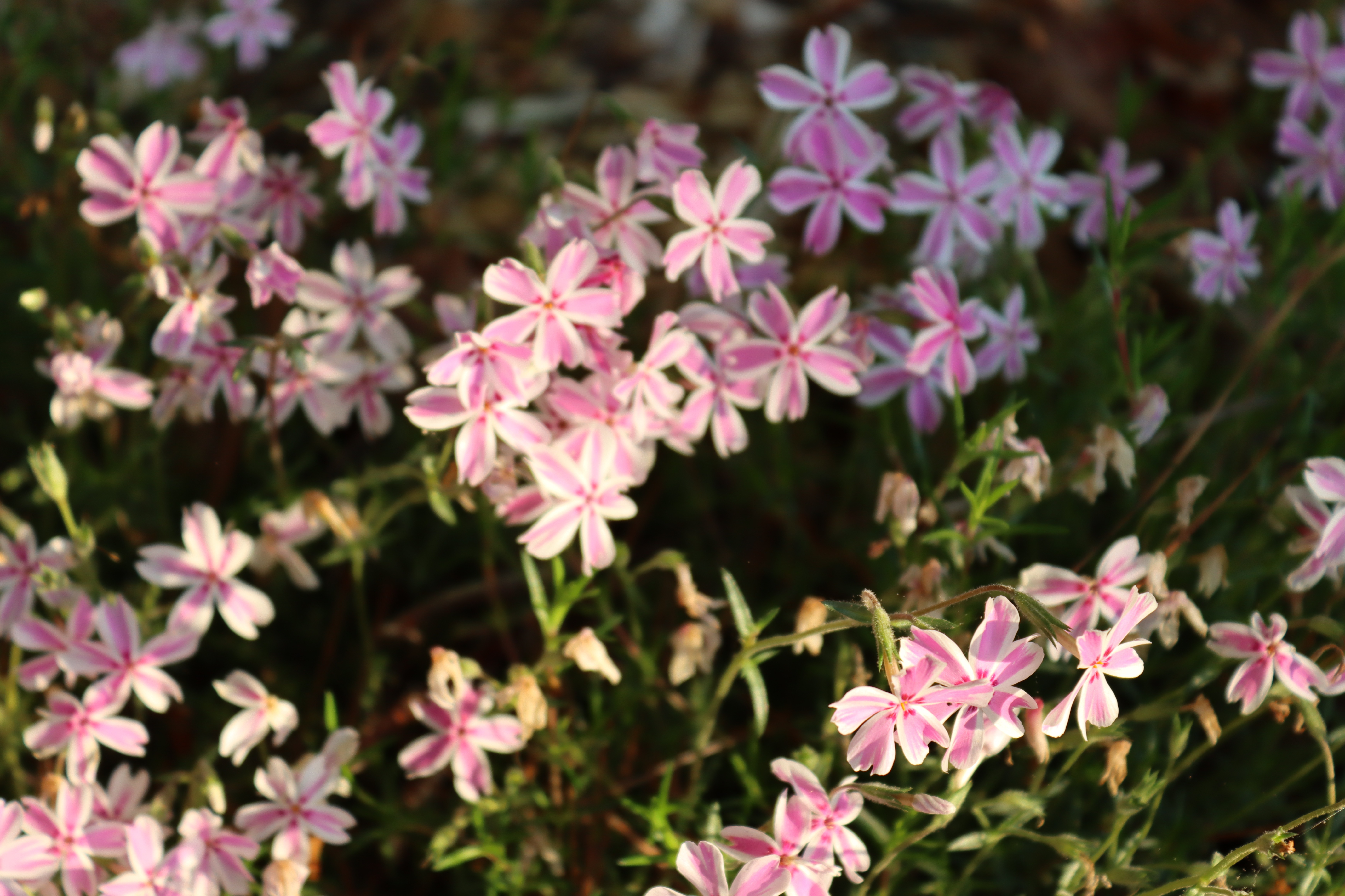 Grim OnlyFans header