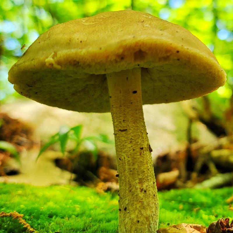 WhoKnew420 OnlyFans header