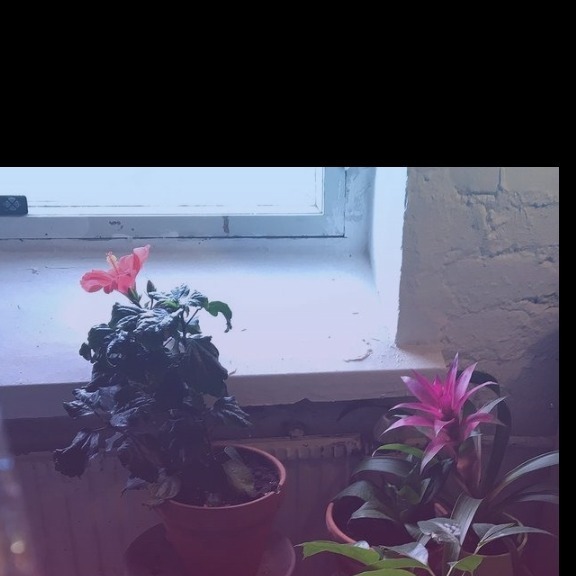 Eosu OnlyFans header