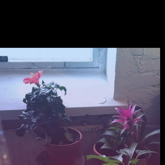 Eosu OnlyFans header