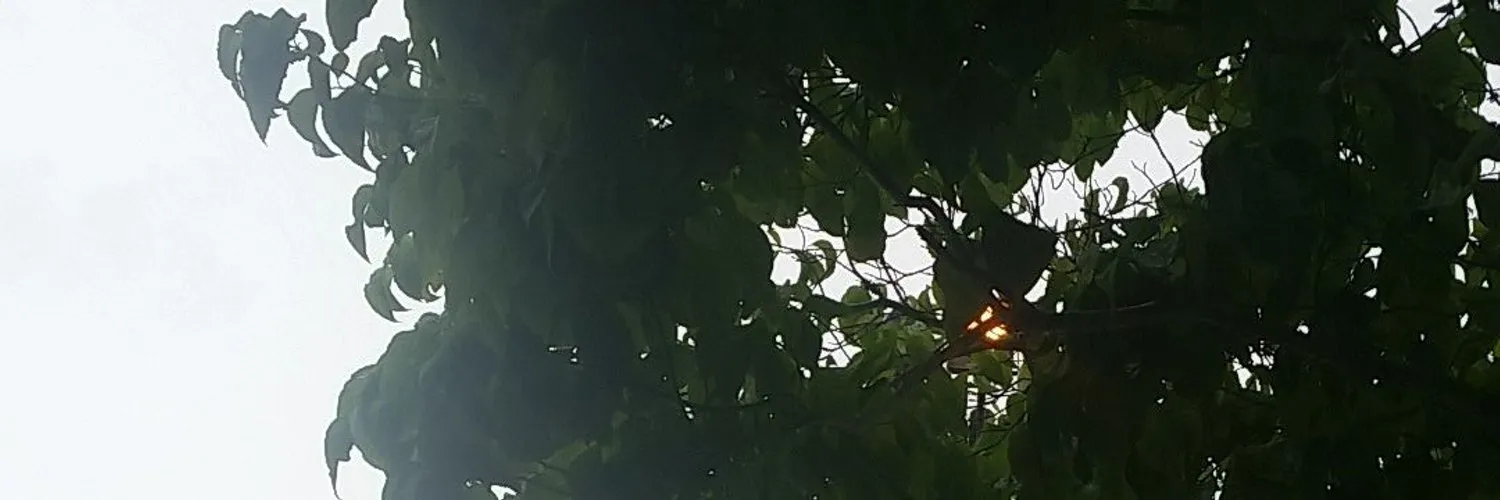 Oo o OnlyFans header