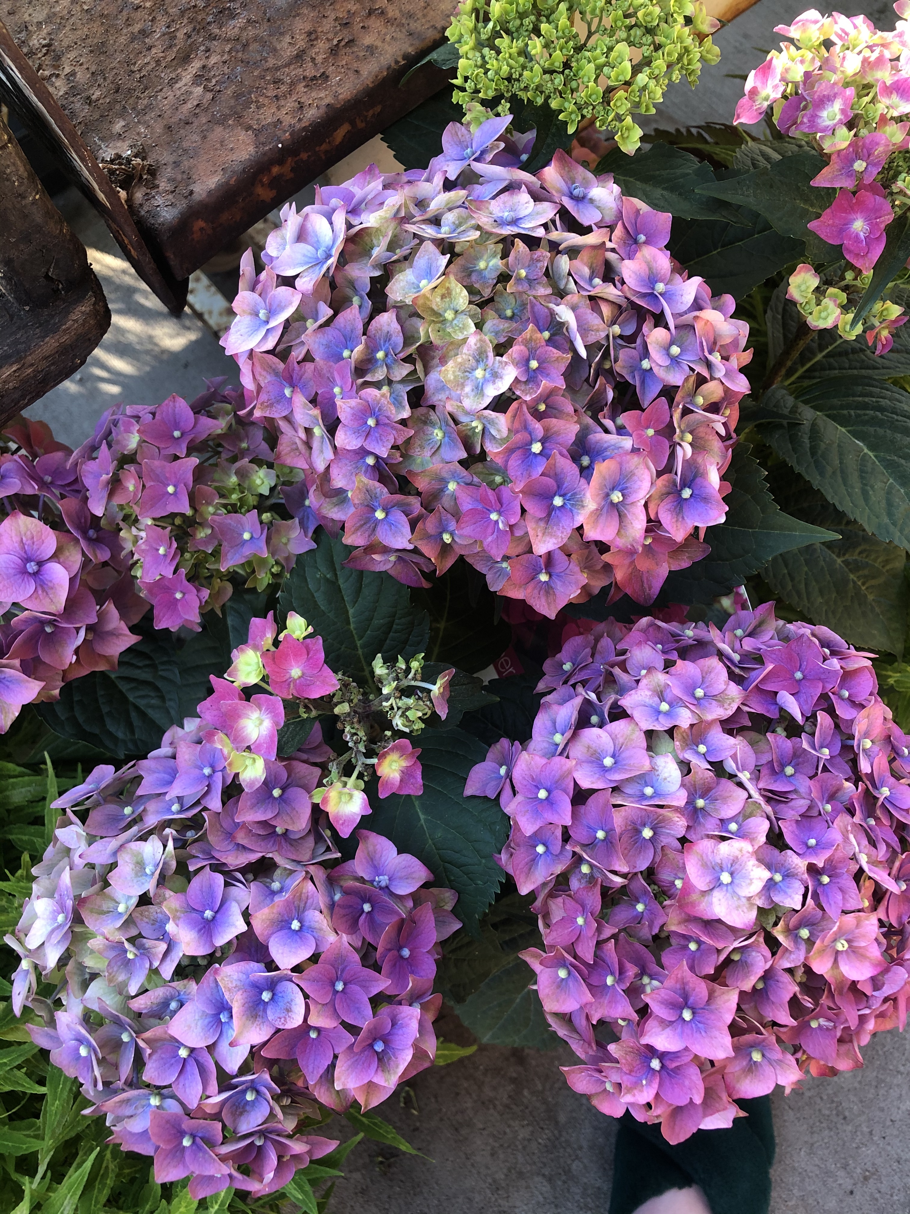 dakota dalton OnlyFans header