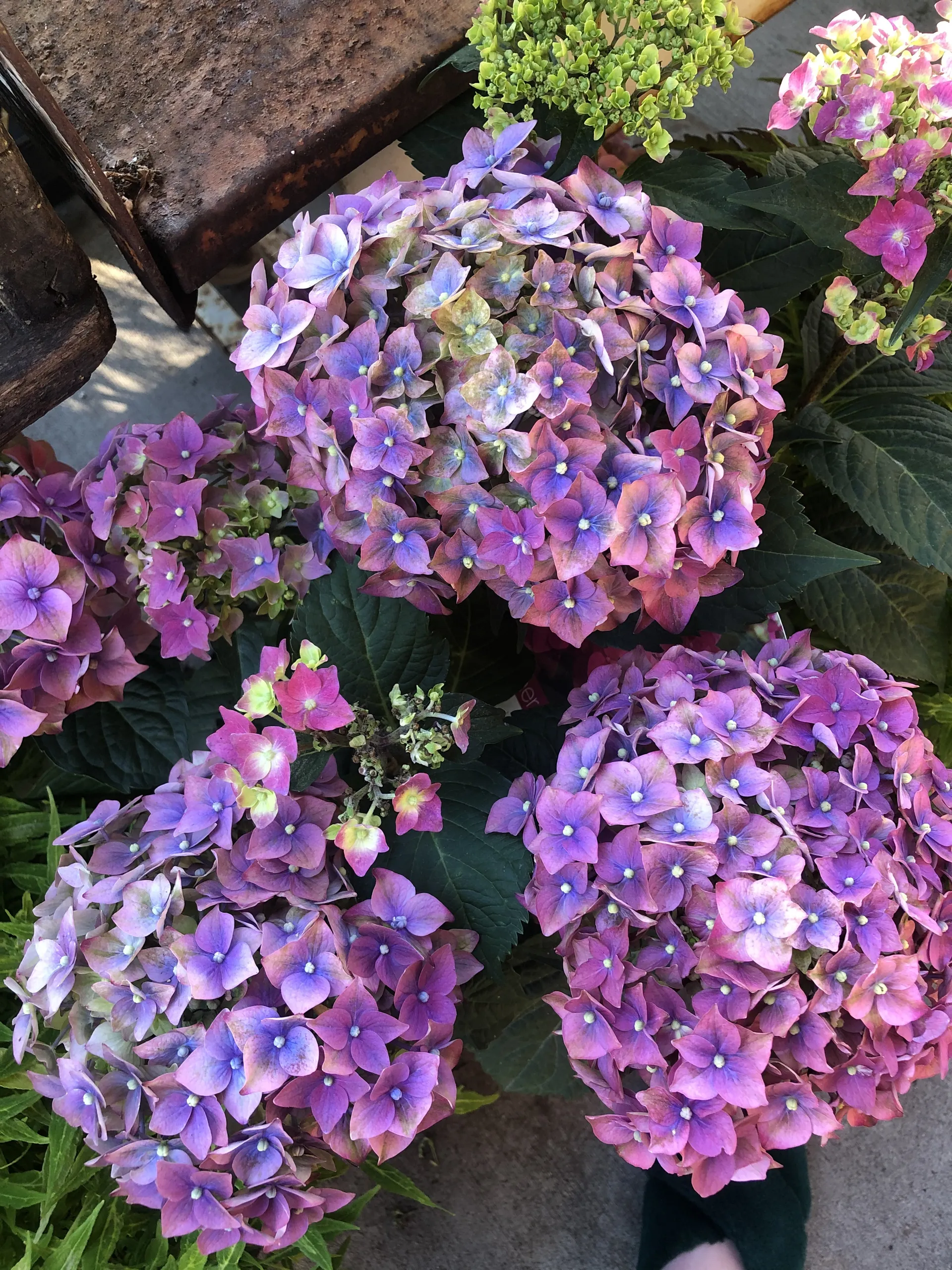 dakota dalton OnlyFans header