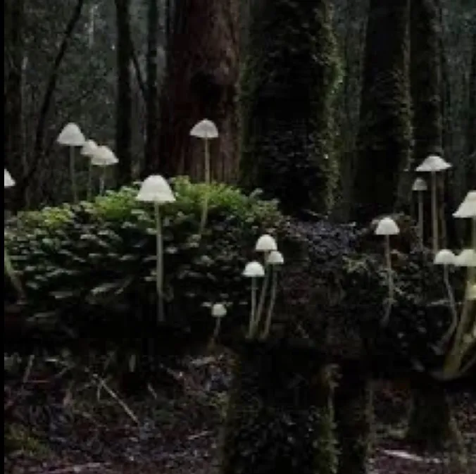 <333 OnlyFans header