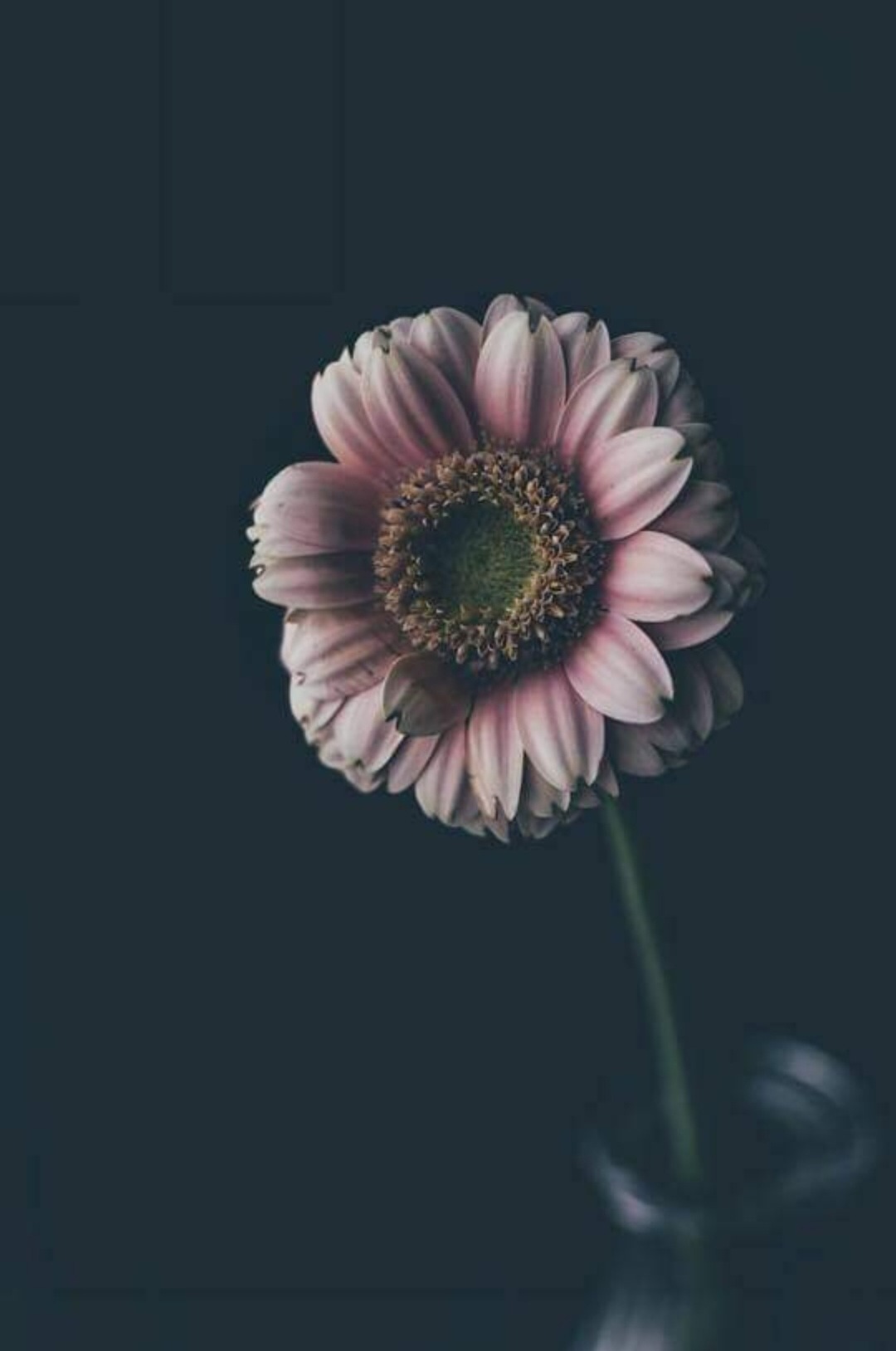 k ♡ rose OnlyFans header