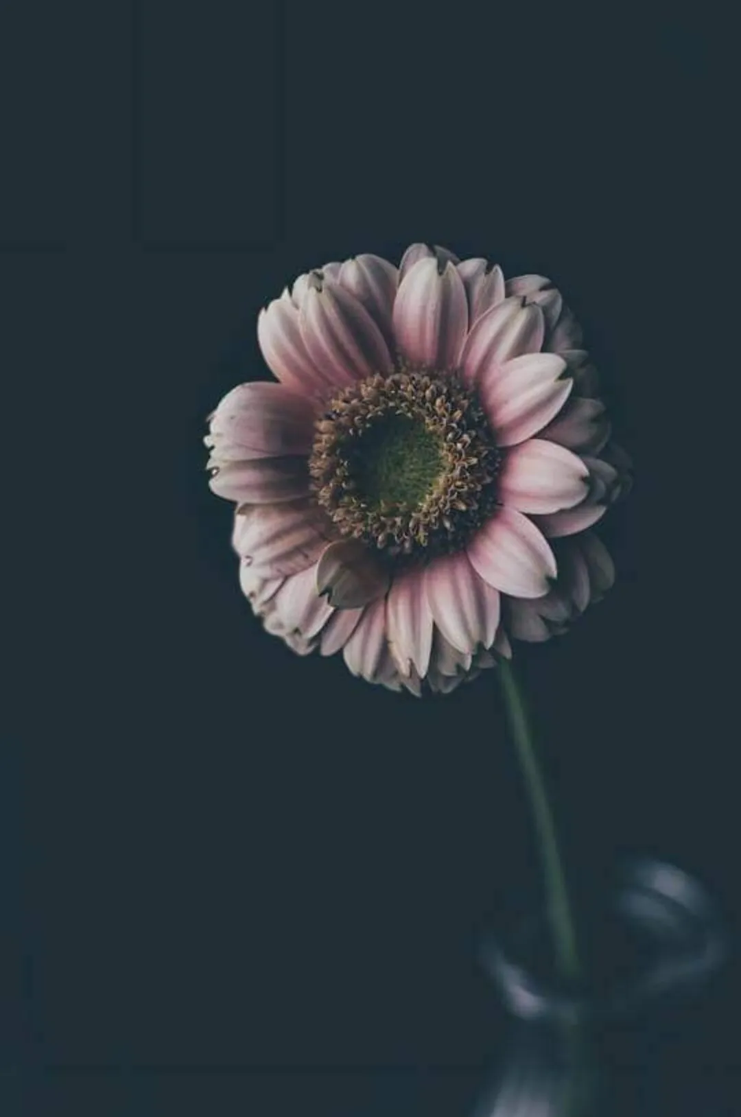 k ♡ rose OnlyFans header