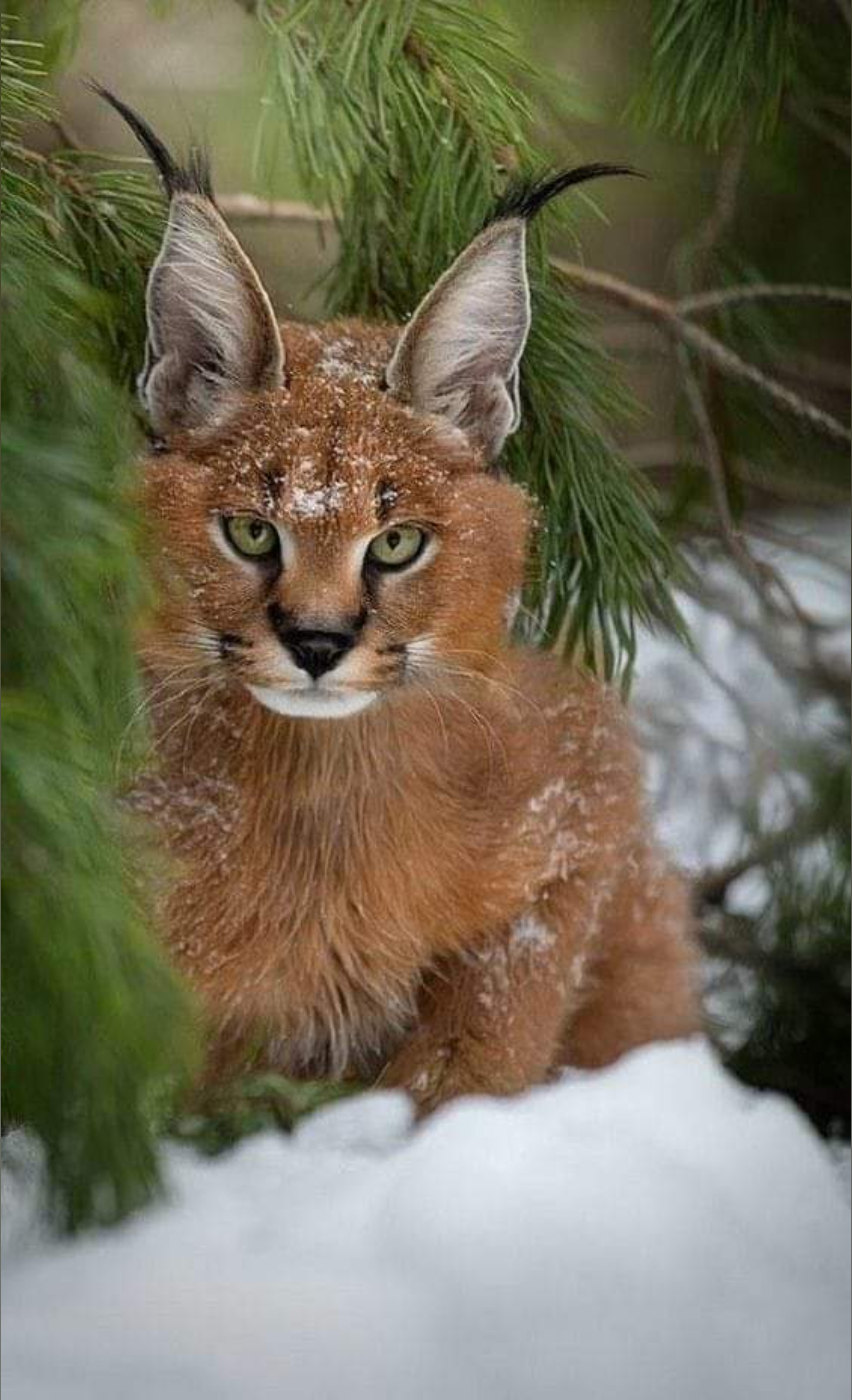 Wojtek Walencki OnlyFans