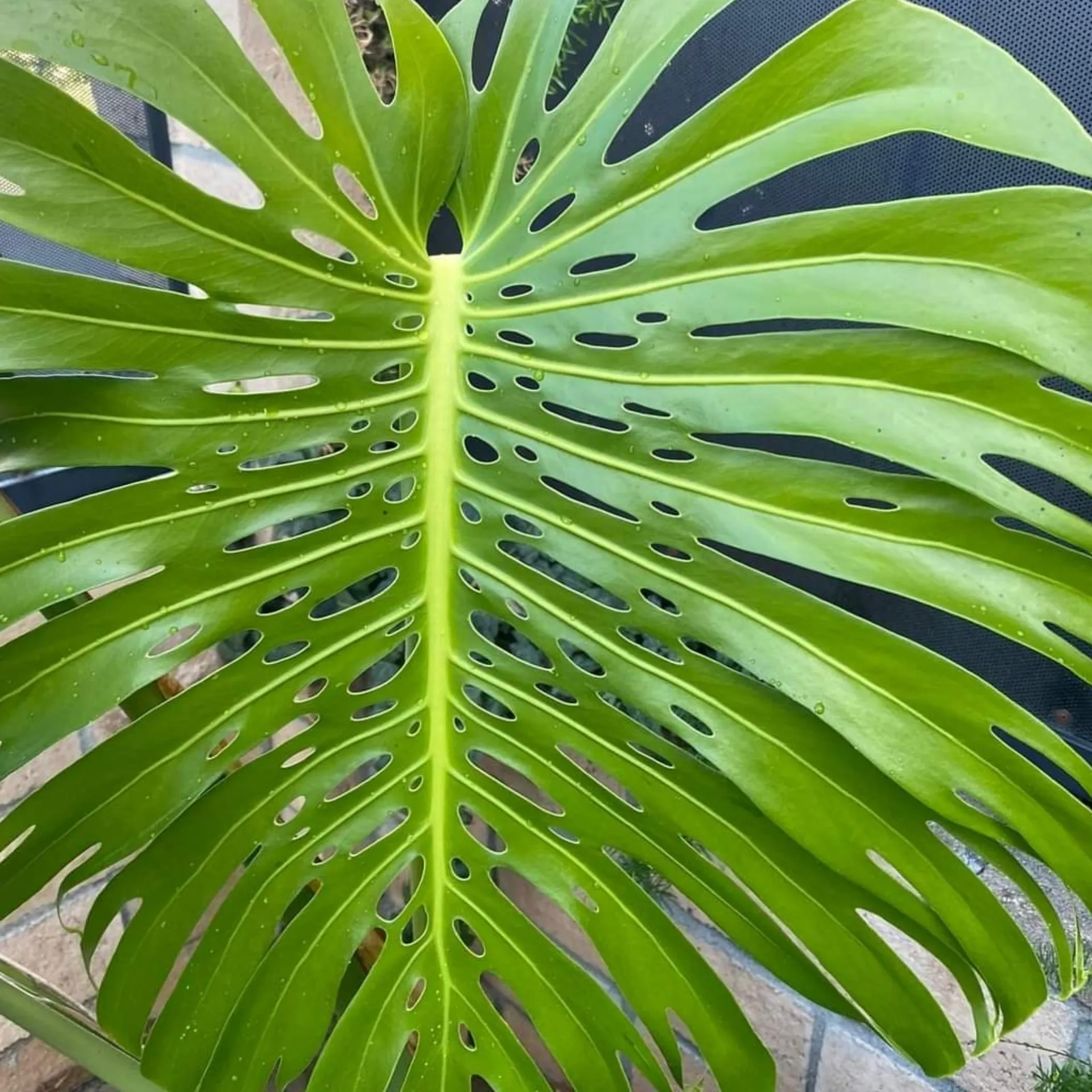 INDIA OnlyFans header