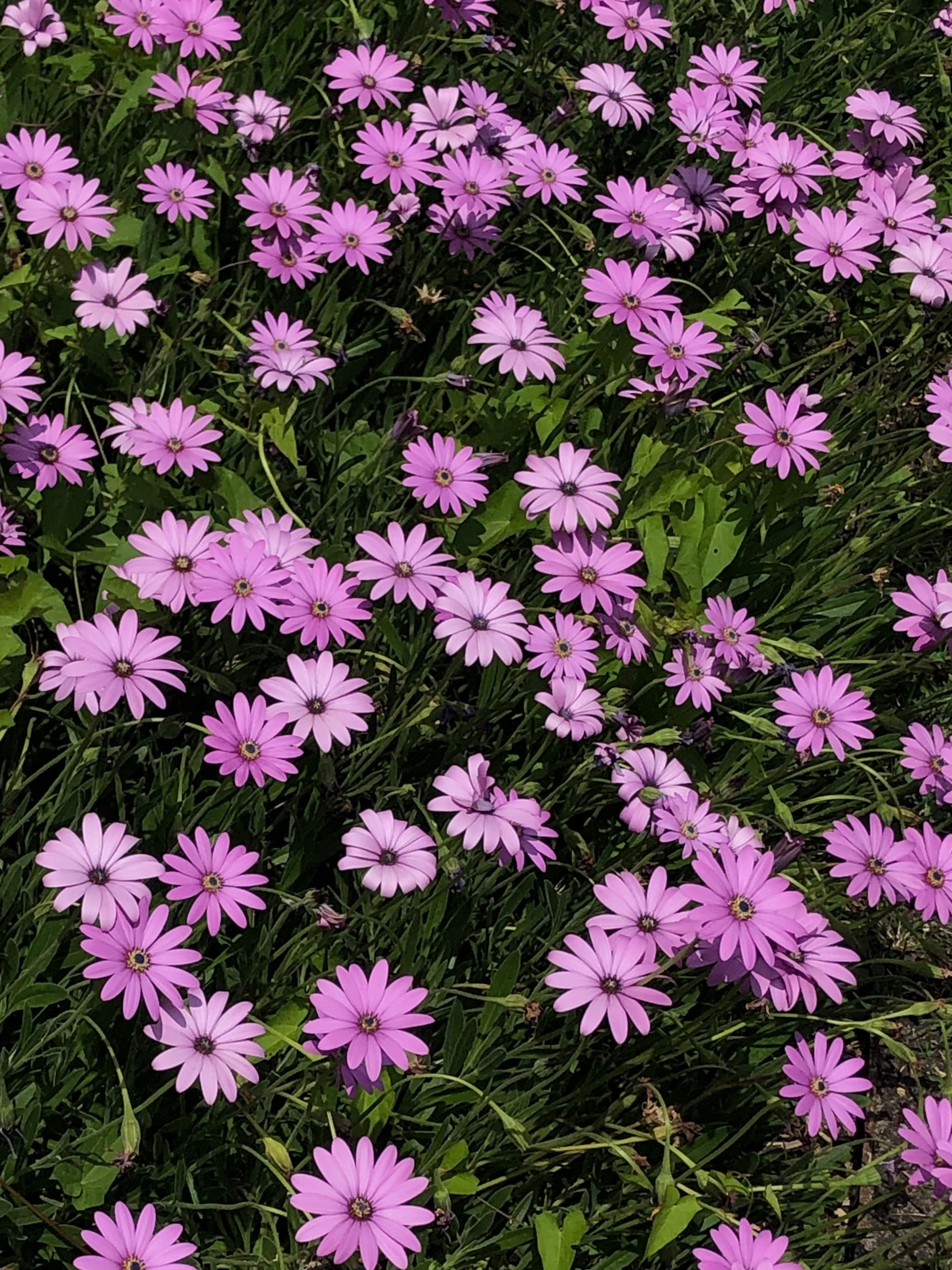 Wolfdeep OnlyFans header