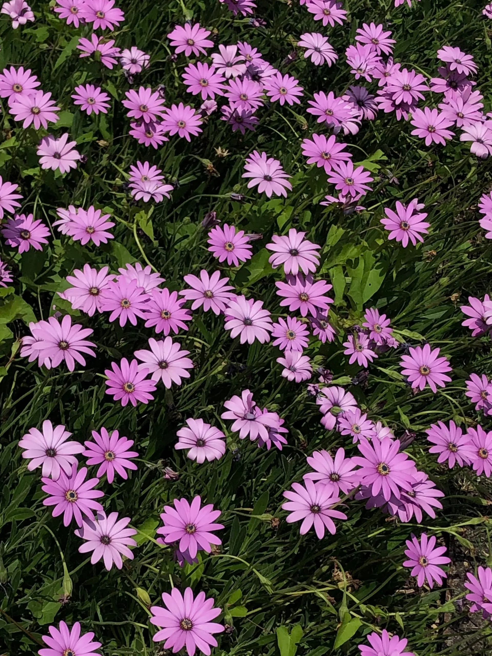 Wolfdeep OnlyFans header