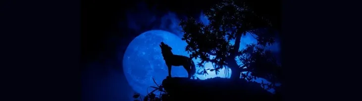 WolfFeet11 OnlyFans header