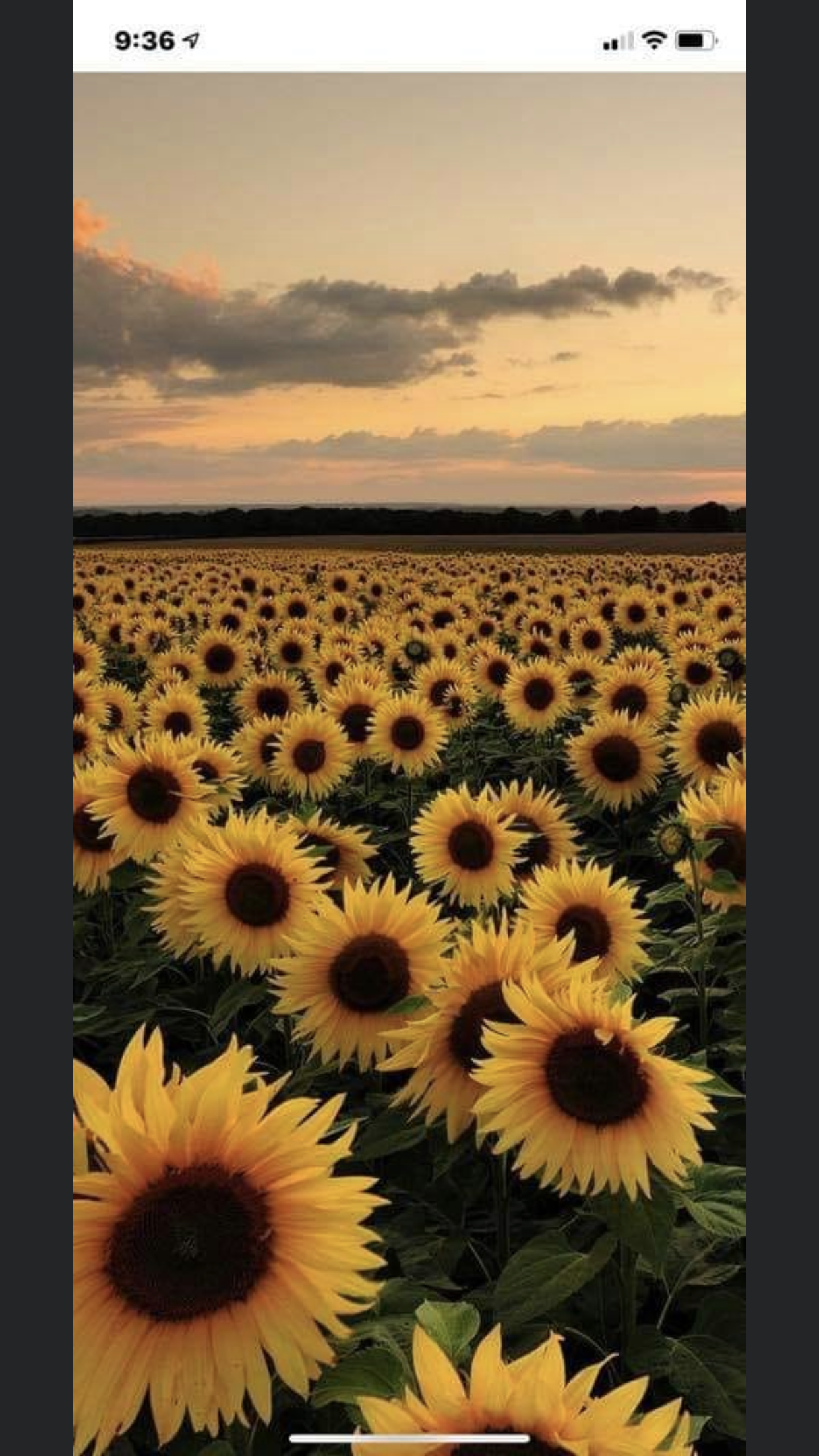 Wolffpack OnlyFans header