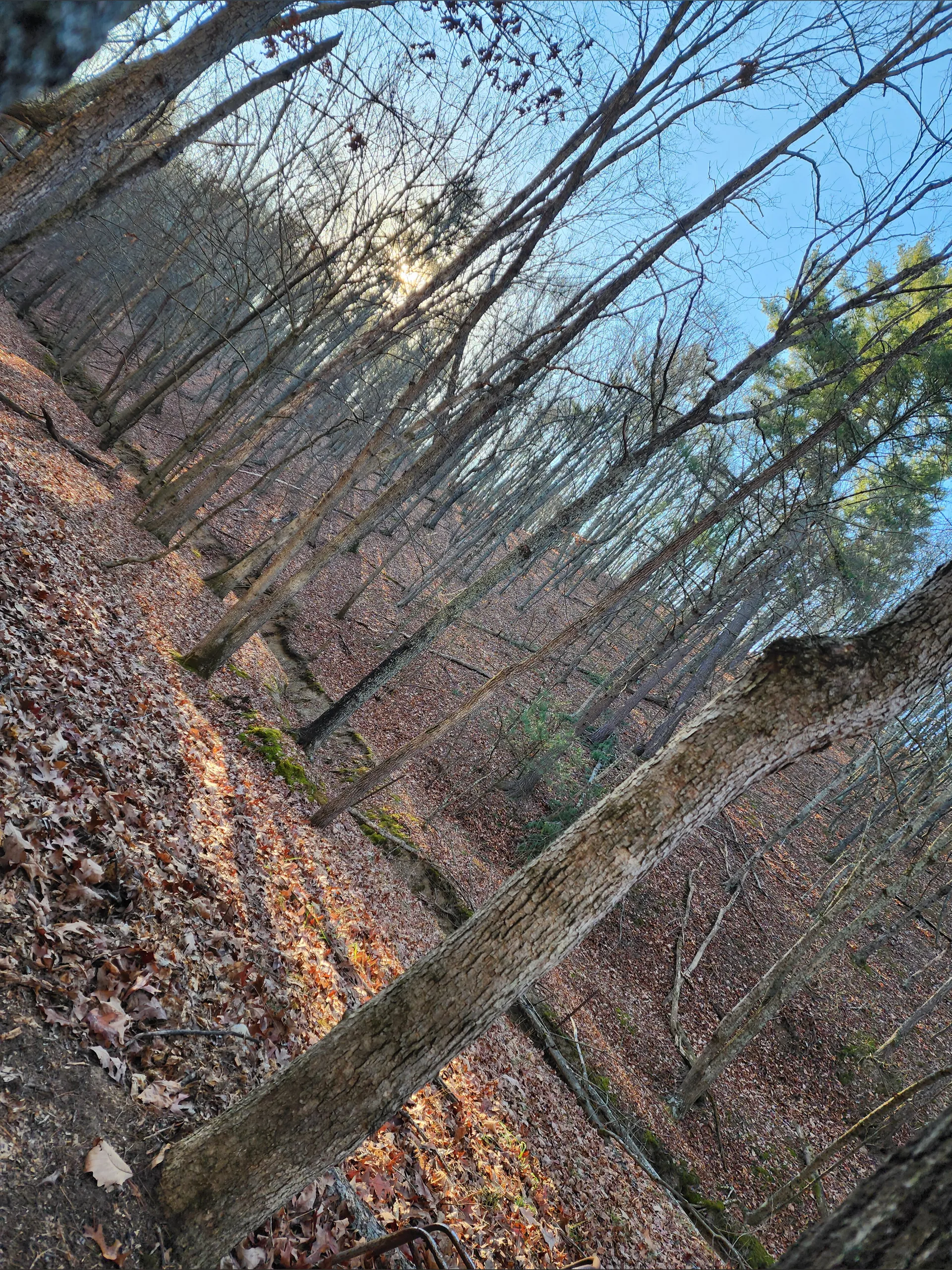 Scarlett OnlyFans header