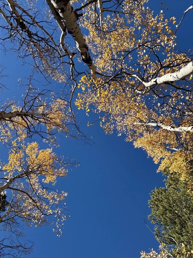 Wolfienov OnlyFans header