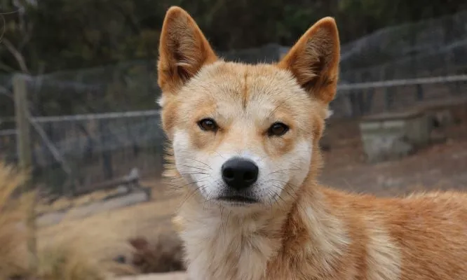 Dingo