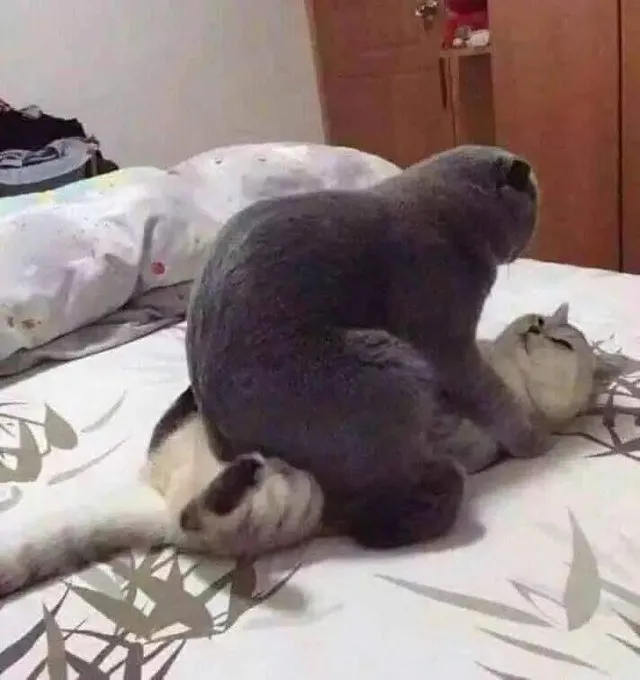 bunny cover