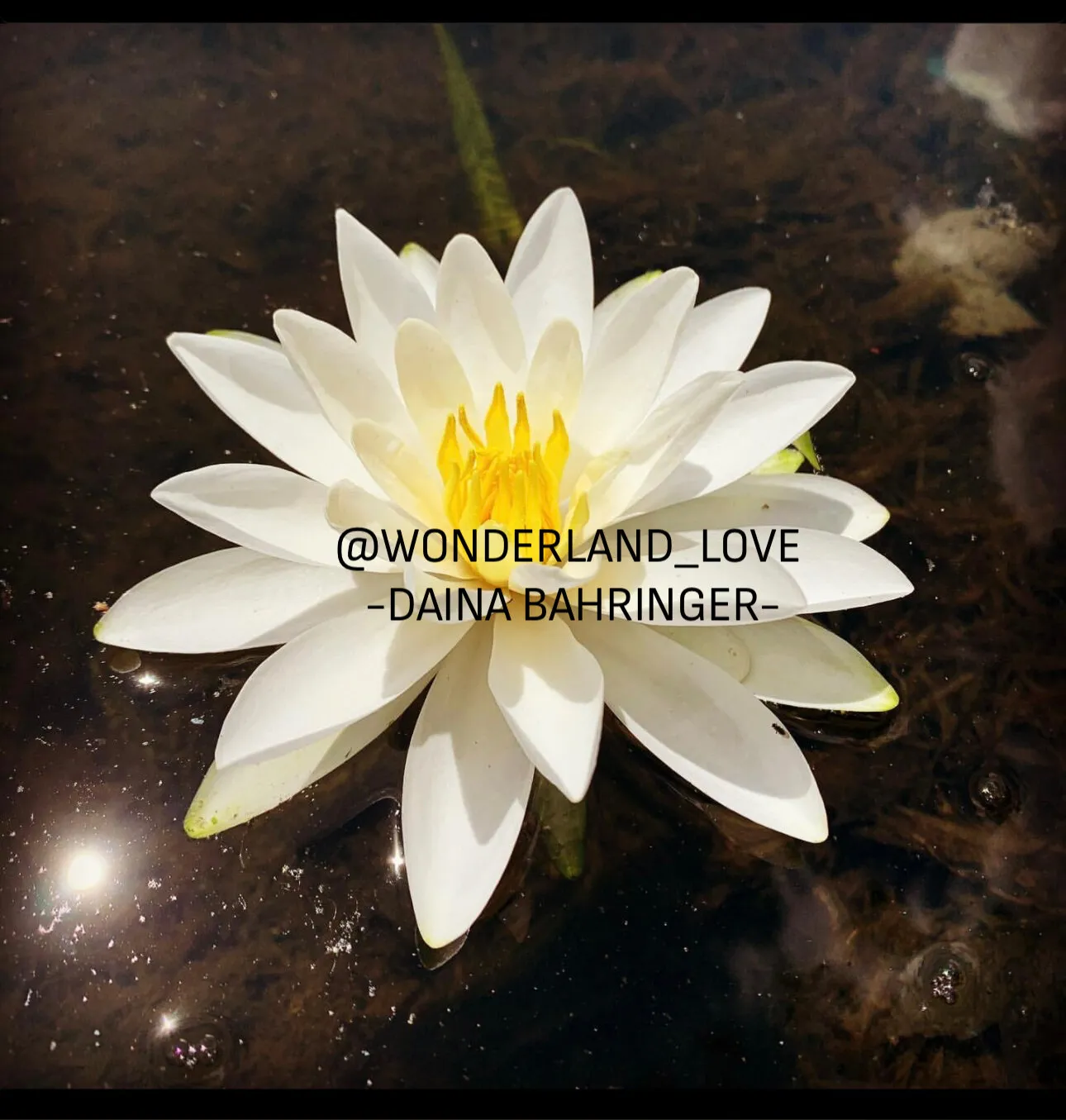 Daina love OnlyFans header