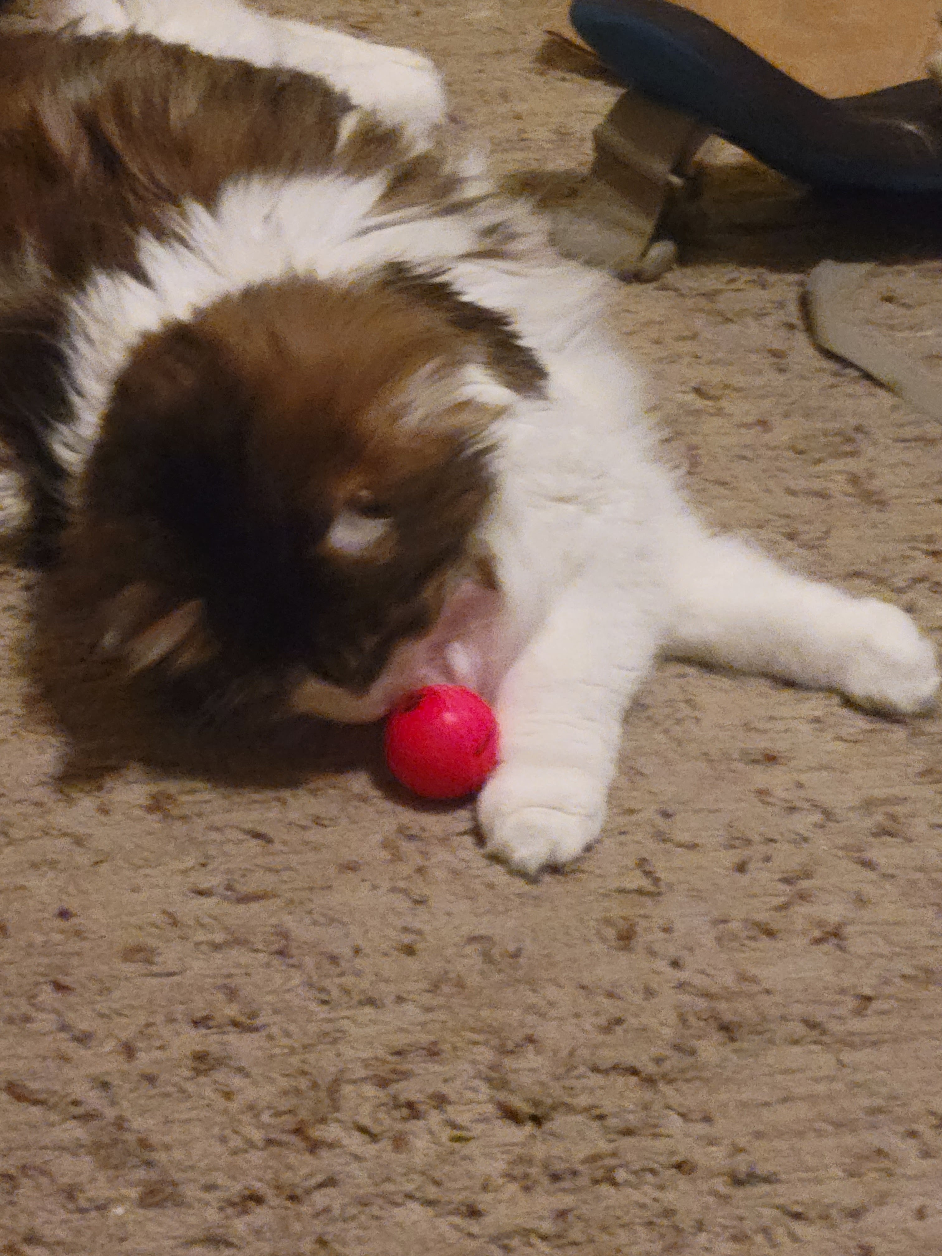 SpicyCatCouple OnlyFans