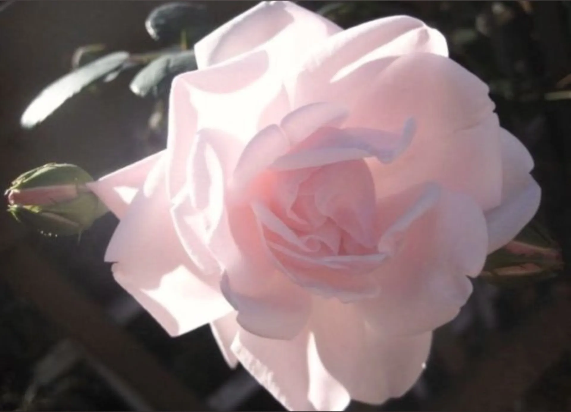 jade OnlyFans header