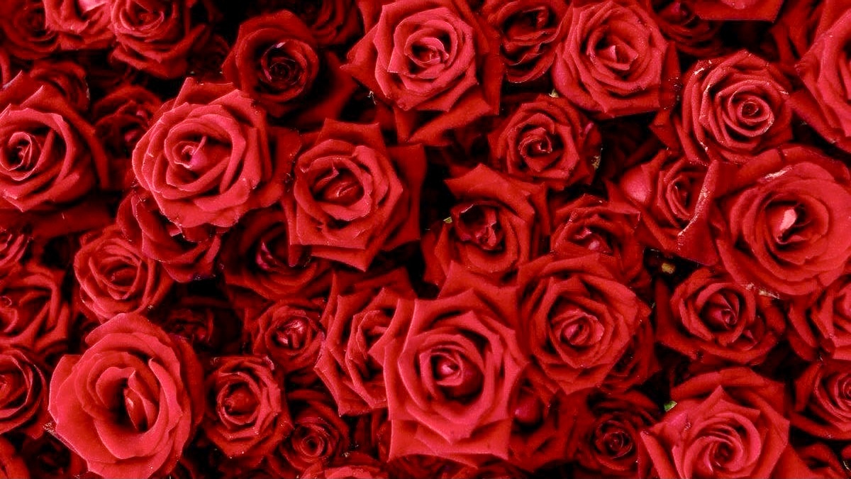 Workout With Lauren OnlyFans header