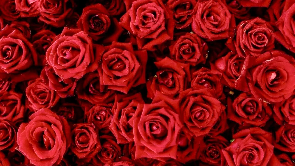 Workout With Lauren OnlyFans header