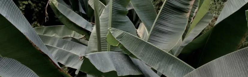 ENVY OnlyFans header