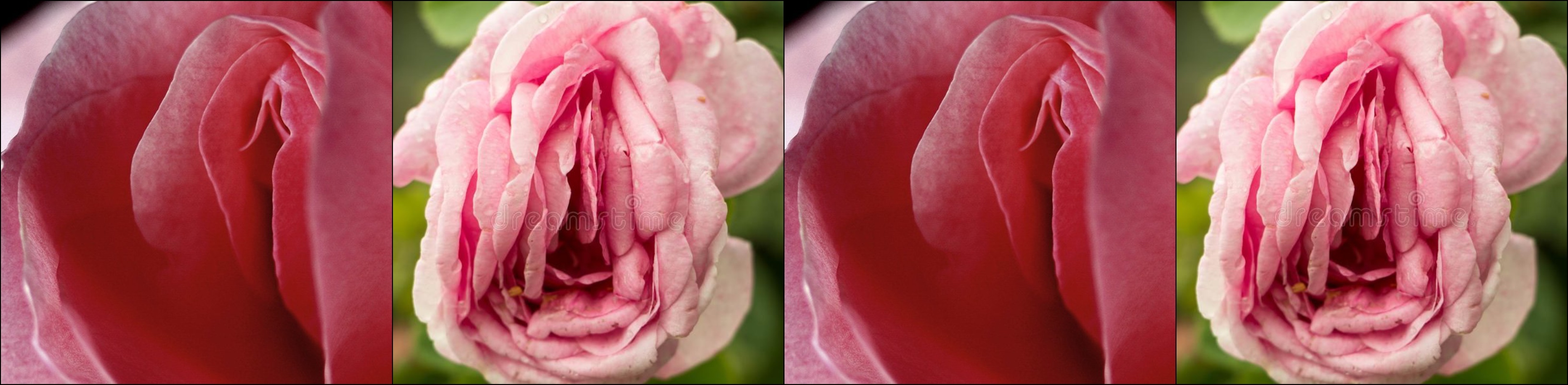 Ana Rose OnlyFans header