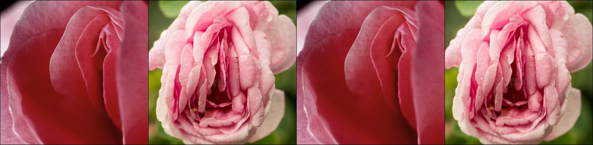 Ana Rose OnlyFans header