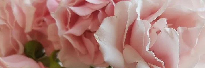 Wren Rhubarb 🍓 OnlyFans header