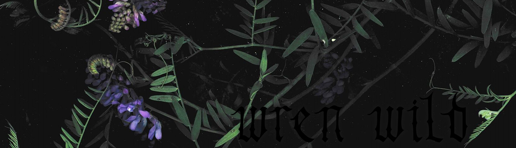 Wren Wild OnlyFans header